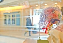 🌿 Gut Health 101: Why It’s Your Second Brain