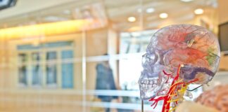 🌿 Gut Health 101: Why It’s Your Second Brain