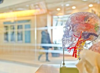 🌿 Gut Health 101: Why It’s Your Second Brain