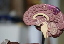 Nobody Is Left-Brained. The Man Who Won the Nobel for Split Brains Said So Himself. An anatomical model of a human brain