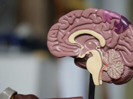 Nobody Is Left-Brained. The Man Who Won the Nobel for Split Brains Said So Himself. An anatomical model of a human brain