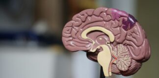 Nobody Is Left-Brained. The Man Who Won the Nobel for Split Brains Said So Himself. An anatomical model of a human brain