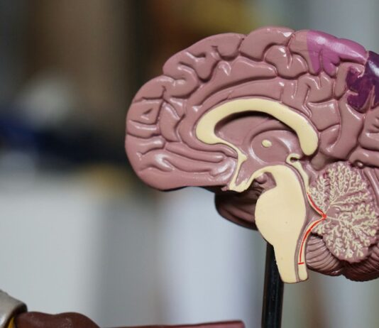 Nobody Is Left-Brained. The Man Who Won the Nobel for Split Brains Said So Himself. An anatomical model of a human brain